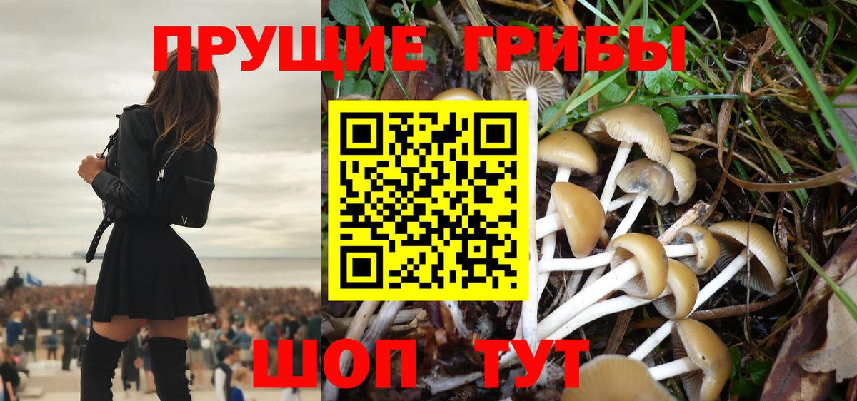 Псилоцибиновые грибы Cubensis Богданович